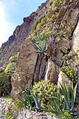 Liguria - Le Cinque Terre. Il Sentiero Verdeazzurro tra Manarola e Riomaggiore. Stratificazioni rocciose di arenaria ricoperte dalla macchia mediterranea 